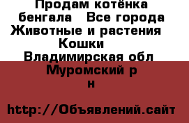 Продам котёнка бенгала - Все города Животные и растения » Кошки   . Владимирская обл.,Муромский р-н